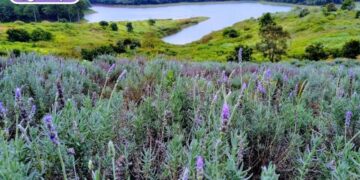 vườn hoa lavender đà lạt