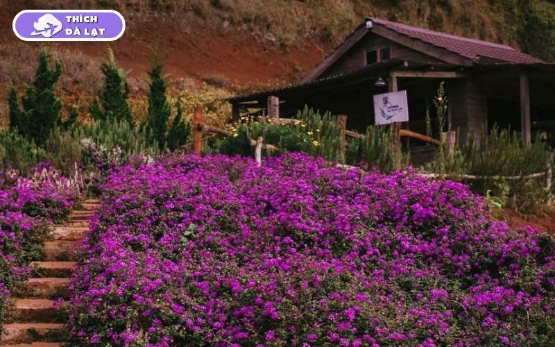 Top 7 vườn hoa Lavender Đà Lạt đáng để lên đồ check-in nhất hiện nay 13 vườn hoa lavender đà lạt
