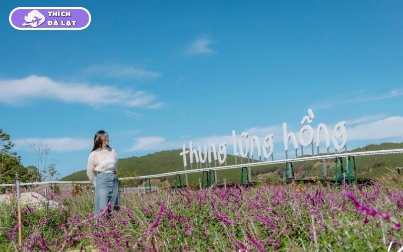 Top 7 vườn hoa Lavender Đà Lạt đáng để lên đồ check-in nhất hiện nay 14 vườn hoa lavender đà lạt