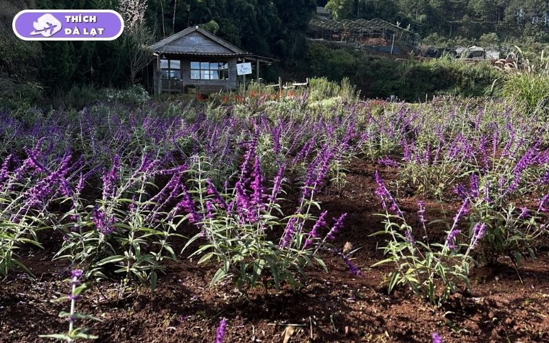 Top 7 vườn hoa Lavender Đà Lạt đáng để lên đồ check-in nhất hiện nay 15 vườn hoa lavender đà lạt