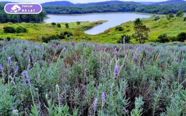Top 7 vườn hoa Lavender Đà Lạt đáng để lên đồ check-in nhất hiện nay 8 vườn hoa lavender đà lạt