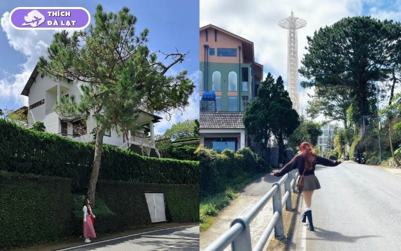 Đường Đống Đa Đà Lạt Cung đường Hàn Quốc đáng đầu tư 2026 7 đường Đống Đa Đà Lạt