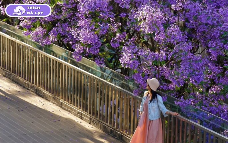Du lịch Đà Lạt tháng 3 có gì? Nên ăn gì, chơi gì và ở đâu? 23 du lịch đà lạt tháng 3