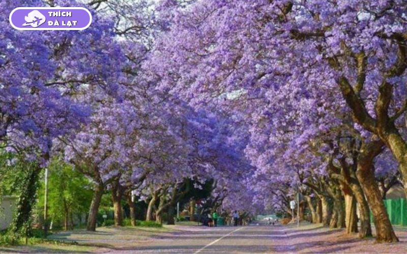 Du lịch Đà Lạt tháng 3 có gì? Nên ăn gì, chơi gì và ở đâu? 15 du lịch đà lạt tháng 3