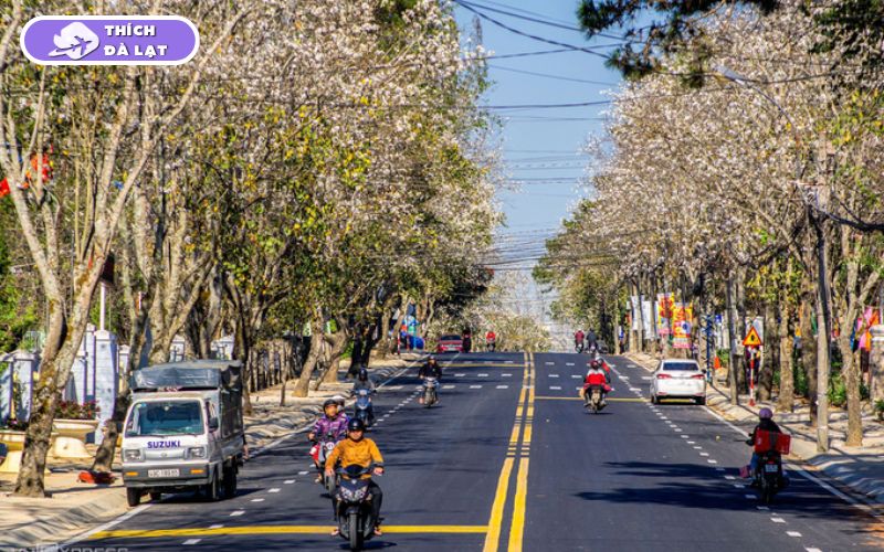Đường Quang Trung Đà Lạt giá nhà đất và xu hướng phát triển 10 đường quang trung đà lạt