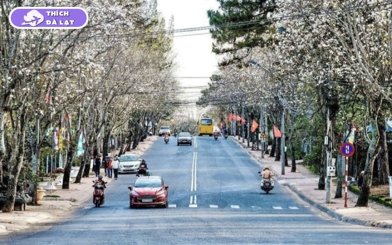 Đường Quang Trung Đà Lạt giá nhà đất và xu hướng phát triển 11 đường quang trung đà lạt
