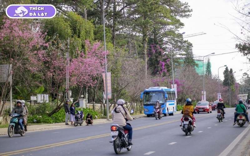 Đường Trần Hưng Đạo Đà Lạt có gì m hút giới đầu tư? 5 đường trần hưng đạo đà lạt