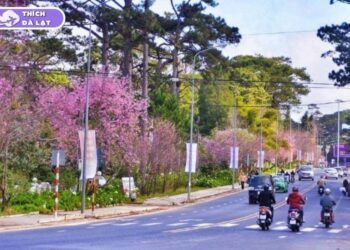 đường trần hưng đạo đà lạt