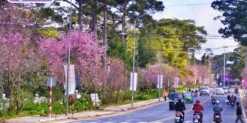 đường trần hưng đạo đà lạt