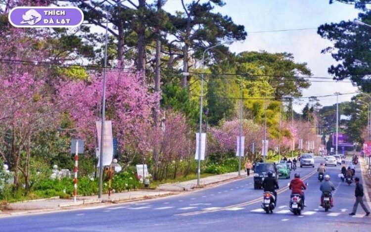 đường trần hưng đạo đà lạt