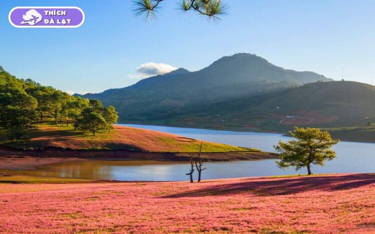 Hồ Suối Vàng Đà Lạt là điểm đến thơ mộng gần Langbiang 7 hồ suối vàng