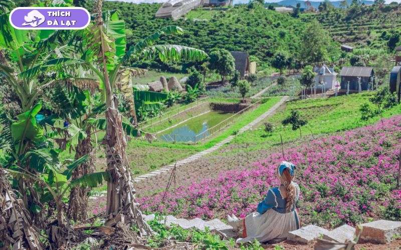 Thung lũng hoa Tà Nung Đà Lạt điểm check in ngập tràn sắc màu 11 thung lũng hoa tà nung