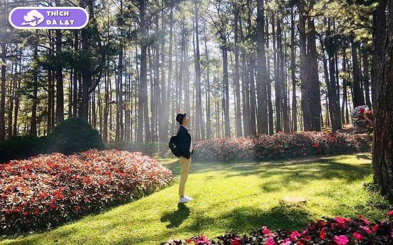 Thung lũng Vàng Đà Lạt điểm dừng chân giữa rừng thông mơ mộng 10 thung lũng vàng