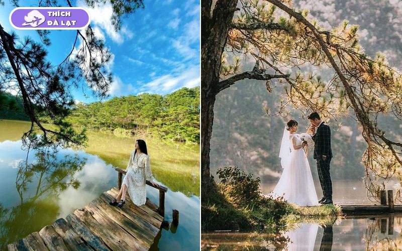 Thung lũng Vàng Đà Lạt điểm dừng chân giữa rừng thông mơ mộng 11 thung lũng vàng