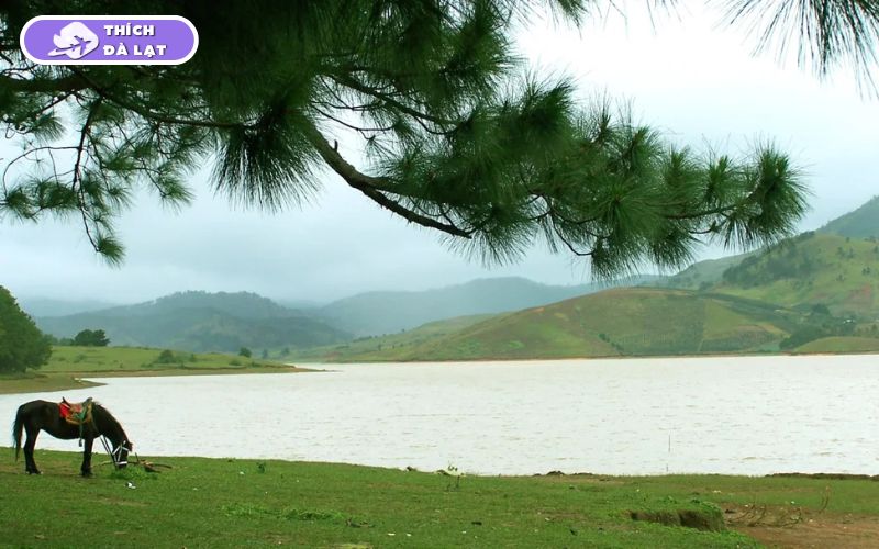 Thung lũng Vàng Đà Lạt điểm dừng chân giữa rừng thông mơ mộng 12 thung lũng vàng