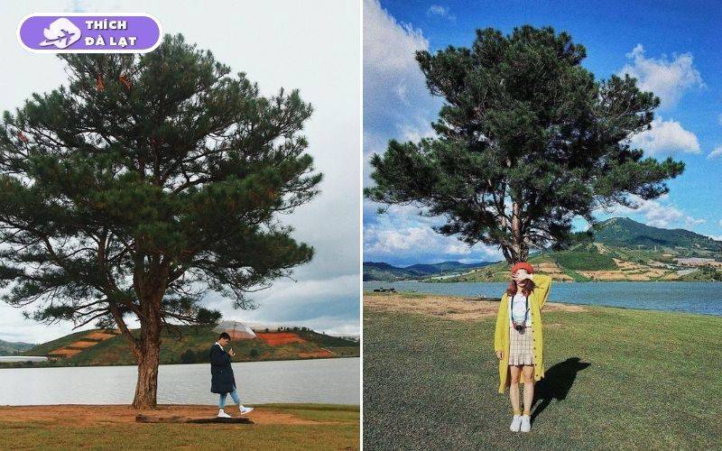 Thung lũng Vàng Đà Lạt điểm dừng chân giữa rừng thông mơ mộng 13 thung lũng vàng