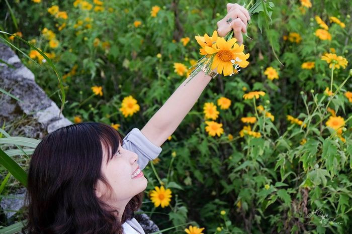 Những bông dã quỳ vàng rực đầu mùa nở ven đường ở Đà Lạt