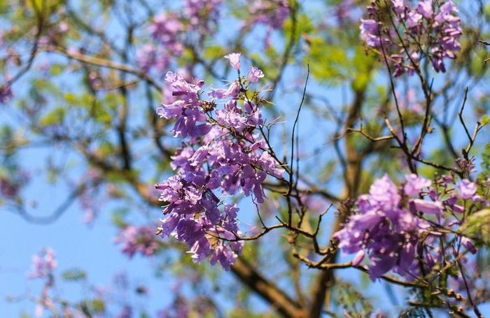 Du Lịch Đà Lạt Tháng 5: Trọn Bộ Kinh Nghiệm Từ A Đến Z Cùng Thích Đà Lạt 20 Những bông phượng tím cuối mùa còn sót lại trên cành