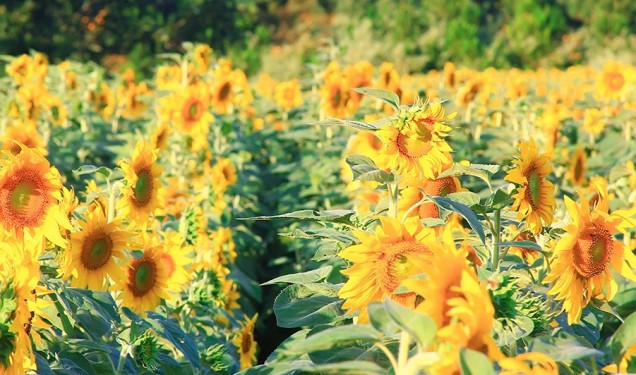 Du Lịch Đà Lạt Tháng 5: Trọn Bộ Kinh Nghiệm Từ A Đến Z Cùng Thích Đà Lạt 21 Cánh đồng hoa hướng dương vàng rực dưới nắng Đà Lạt