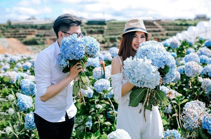 Du Lịch Đà Lạt Tháng 5: Trọn Bộ Kinh Nghiệm Từ A Đến Z Cùng Thích Đà Lạt 22 Vườn hoa cẩm tú cầu xanh biếc đặc trưng của Đà Lạt