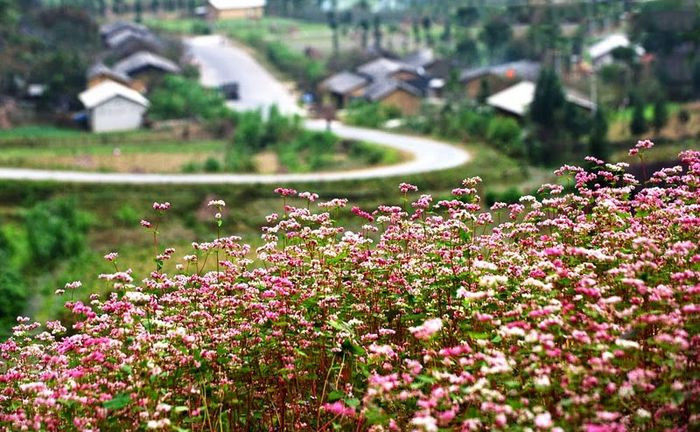 Du Lịch Đà Lạt Tháng 5: Trọn Bộ Kinh Nghiệm Từ A Đến Z Cùng Thích Đà Lạt 23 Hoa tam giác mạch với vẻ đẹp hoang sơ mộc mạc