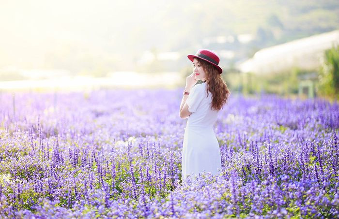 Du Lịch Đà Lạt Tháng 5: Trọn Bộ Kinh Nghiệm Từ A Đến Z Cùng Thích Đà Lạt 26 Cánh đồng hoa oải hương thơ mộng, địa điểm chụp ảnh lý tưởng