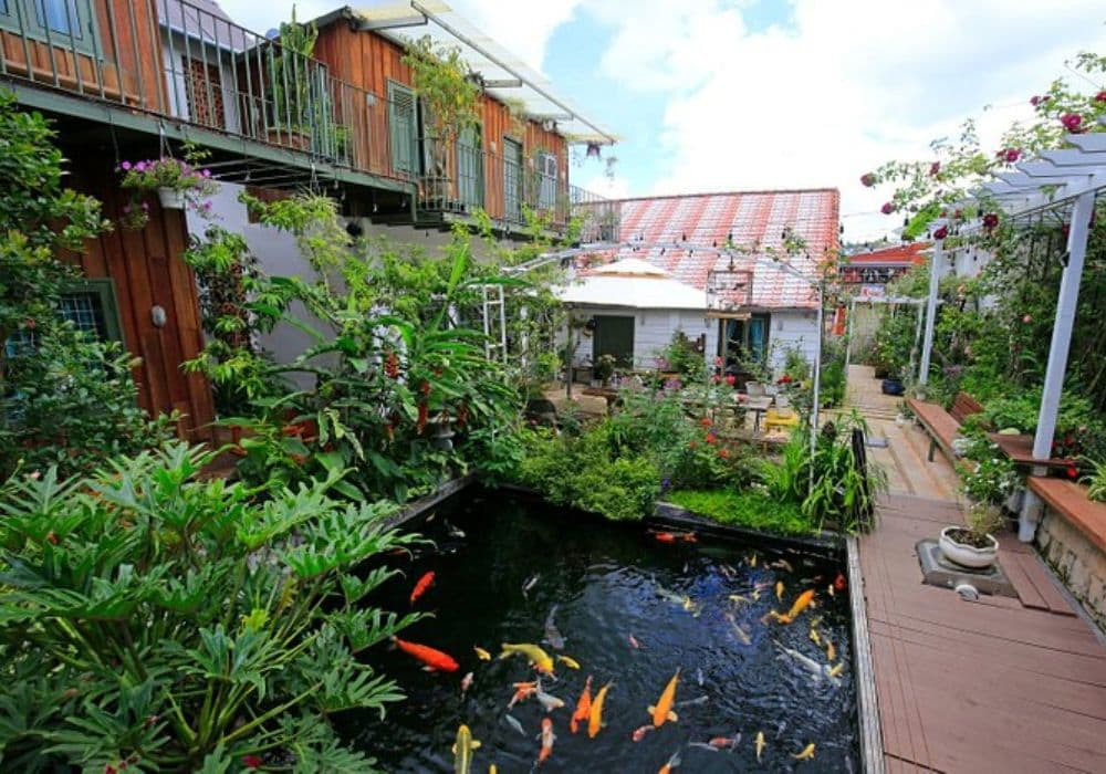Top Homestay Đà Lạt Giá Rẻ: Lựa Chọn Lý Tưởng Cho Chuyến Đi Ngàn Hoa Thơ Mộng 14 Không gian xanh mát với hồ cá koi sinh động trong khuôn viên homestay Đà Lạt giá rẻ Six six garden