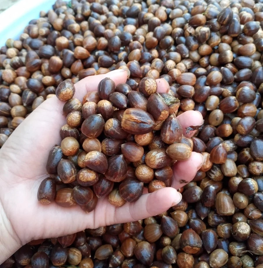 Chinh Phục Đỉnh Langbiang – "Nóc Nhà" Huyền Thoại Của Đà Lạt 35 Hạt dẻ rừng nhỏ xinh, thơm bùi