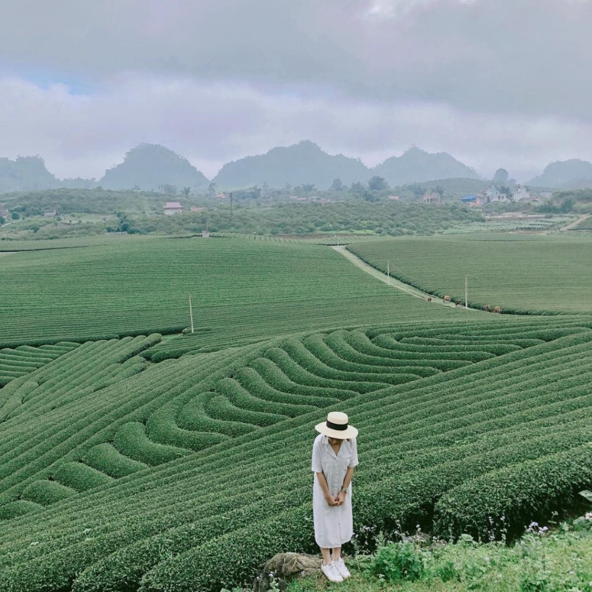 Di Linh ở đâu? Khám phá viên ngọc xanh ẩn mình của Lâm Đồng cùng Thích Đà Lạt 7 Check-in đồi chè trùng điệp tại cao nguyên Di Linh