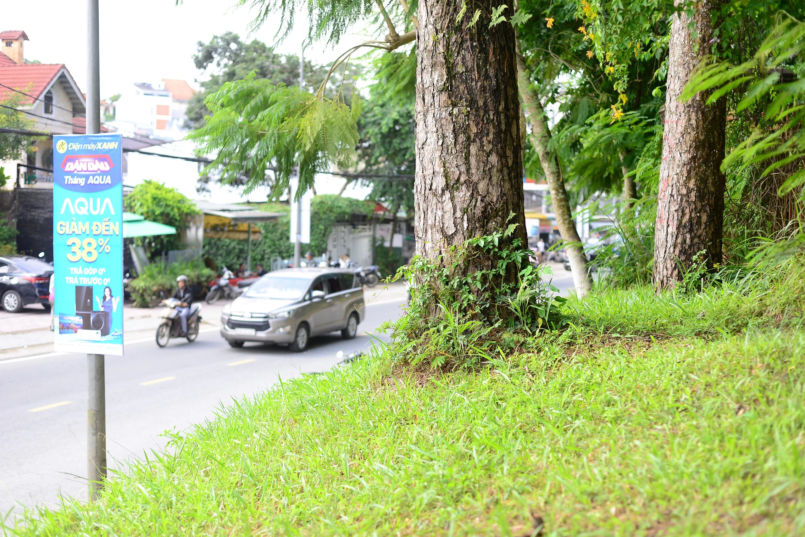 Nâng Cấp và Mở Rộng Đường Hoàng Văn Thụ Đà Lạt: Cân Bằng Giữa Phát Triển và Mảng Xanh Thành Phố 8 Hàng thông cổ thụ sẽ phải nhường chỗ cho dự án mở rộng đường